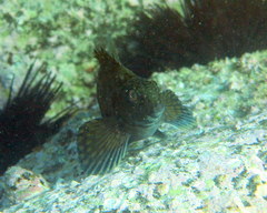 Aplodactylus lophodon