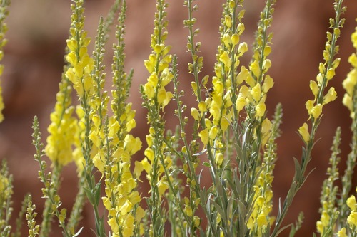 Linaria ventricosa