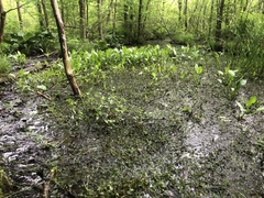 Ranunculus flabellaris