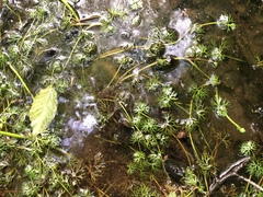 Ranunculus flabellaris