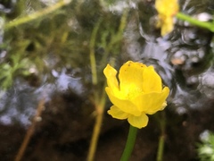 Ranunculus flabellaris