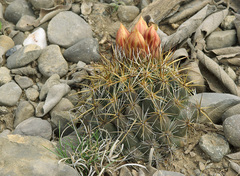 Coryphantha vaupeliana