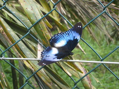 Hypolimnas salmacis salmacis