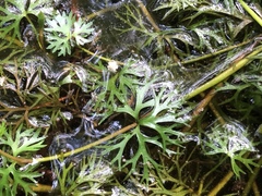 Ranunculus flabellaris