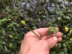 Ranunculus flabellaris