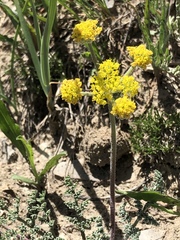 Lomatium foeniculaceum