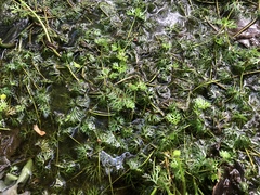 Ranunculus flabellaris