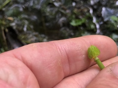 Ranunculus flabellaris