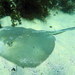 Whiptail Stingrays - Photo (c) Harry Rosenthal, some rights reserved (CC BY-NC)