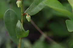 Deeringothamnus rugelii