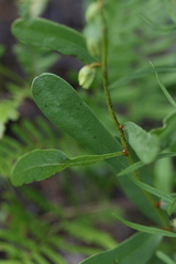 Deeringothamnus rugelii