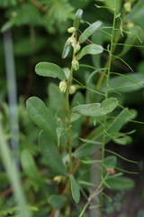 Deeringothamnus rugelii