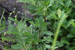 Deeringothamnus rugelii