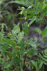 Deeringothamnus rugelii