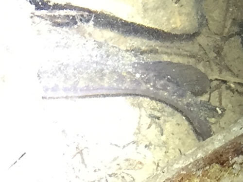 Galaxiidae