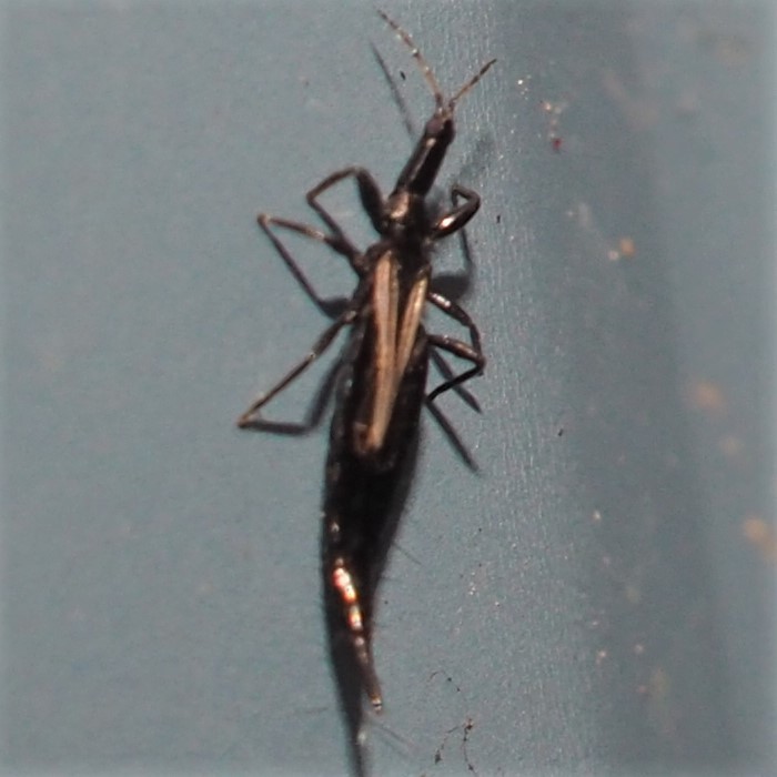 Elaphrothrips
