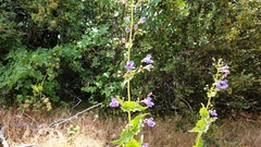 Penstemon spectabilis spectabilis