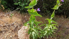 Penstemon spectabilis spectabilis