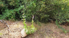 Penstemon spectabilis spectabilis