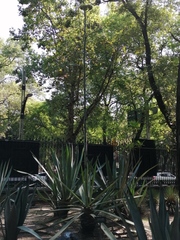 Agave fourcroydes