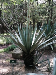 Agave fourcroydes