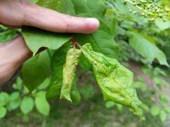 Brachycaudus helichrysi