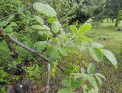 Fraxinus dipetala
