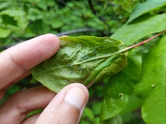 Brachycaudus helichrysi