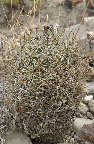 Coryphantha vaupeliana