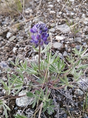 Lupinus kuschei