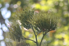 Agave fourcroydes