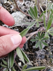 Lupinus kuschei
