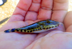 Sphoeroides spengleri