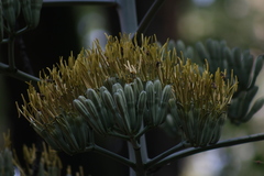 Agave fourcroydes