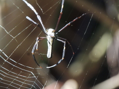 Nephila pilipes