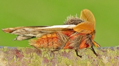 Ormiscodes schmidtnielseni