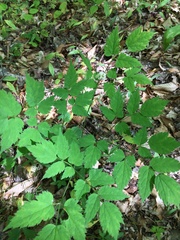 Actaea pachypoda