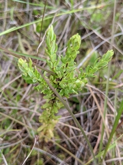 Hypericum microsepalum