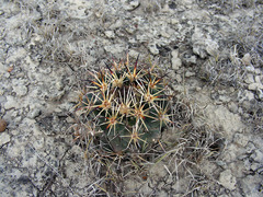 Coryphantha vaupeliana