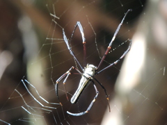 Nephila pilipes