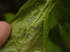 Brachycaudus helichrysi