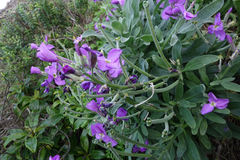 Matthiola incana incana