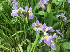 Iris virginica