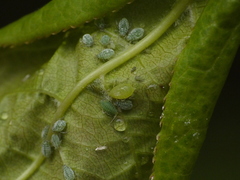 Brachycaudus helichrysi