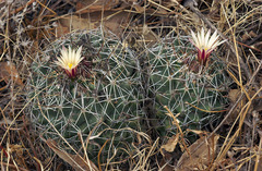 Coryphantha vogtherriana