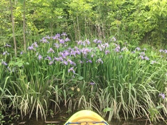 Iris virginica