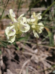 Scutellaria supina