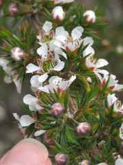 Leptospermum arachnoides