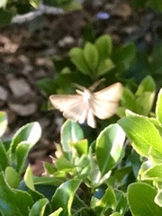 Phryganidia californica