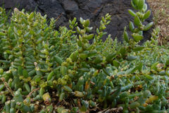 Suaeda novae-zelandiae